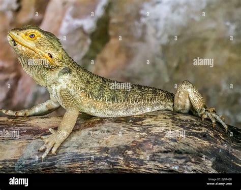 El dragón barbudo central Pogona vitticeps también conocido como el