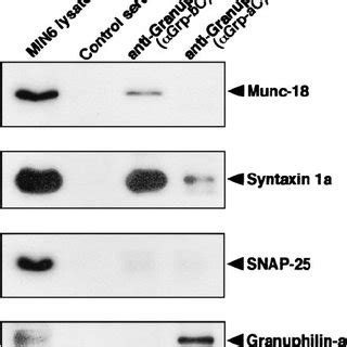 Granuphilin Interacts With Syntaxin 1a In Intact Cells MIN6 Cell