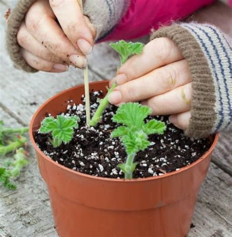 How To Root Geranium Cuttings Back Gardener