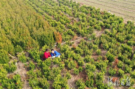 河北邯郸峰峰矿区：返乡大学生栽出“致富树”凤凰网河北凤凰网