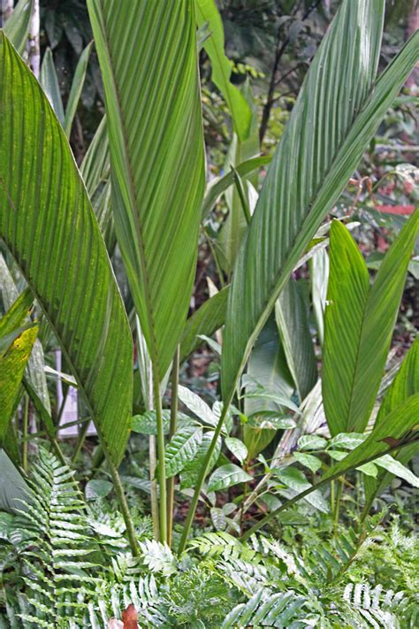 Heterospathe Califrons Arecaceae Image At Phytoimages Siu Edu