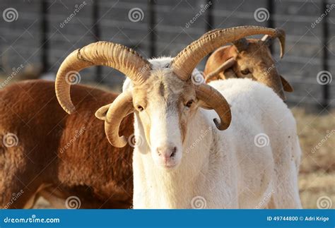 DAMARA SHEEP Stock Photo - Image: 49744800