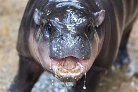 Can T See Moo Deng In Real Life Here S How To Get Your Hippo Fix At