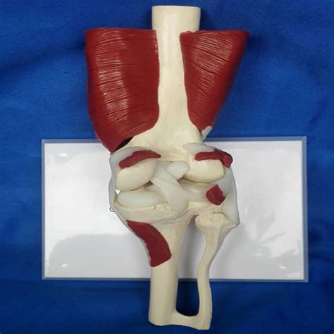 Stawy Kolanowe Realistyczny Rozmiar Anatomia Funkcja Model Anatomii Cz