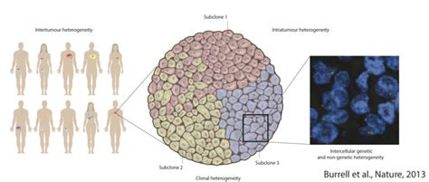 Cancerheterogeneity Semrau Lab Quantitative Single Cell Biology