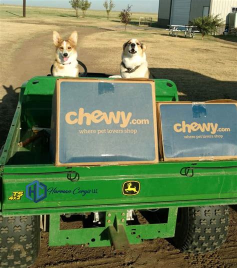 Pricing Corgis I Texas Corgi Breeder I Harman Corgis