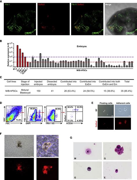 Generating Functional Cells Through Enhanced Interspecies Chimerism