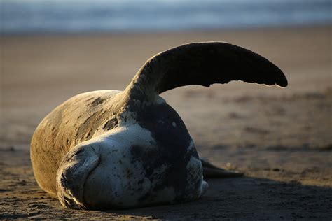 Protect our leopard seals | WWF New Zealand