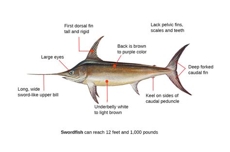 Swordfish Fishing Guide | How to Catch a Swordfish