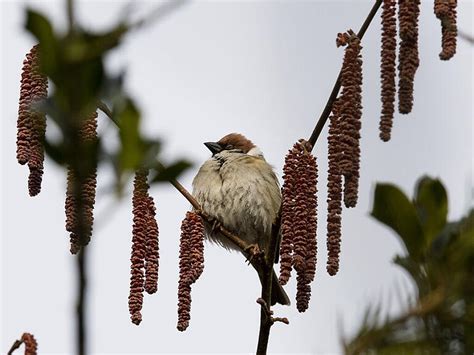 Zählaktion Stunde der Wintervögel