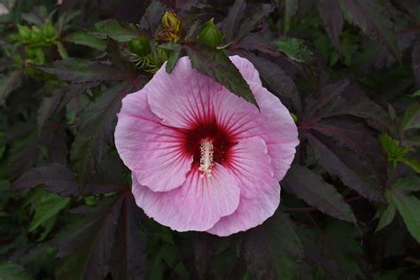 Summer Storm Hardy Hibiscus