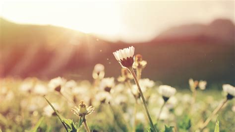 Kostenlose foto Natur Gras draussen blühen Wachstum Sonnenschein