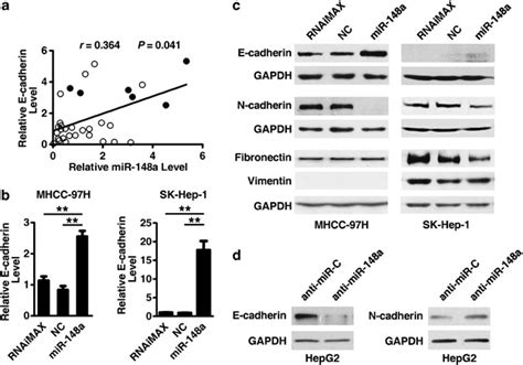 Microrna 148a Suppresses The Epithelialmesenchymal Transition And