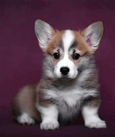 𝚙𝚒𝚗𝚝𝚎𝚛𝚎𝚜𝚝 𝚖𝚊𝚛𝚎𝚗𝚝𝚘𝚛𝚛𝚒 In 2022 Cute Corgi Corgi Animals