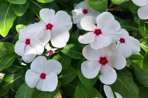 Vinca Plant