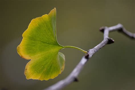 M S De Im Genes Gratis De Ginkgo Biloba Y Naturaleza Pixabay