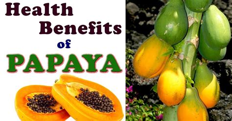 Health Benefits Of Papaya Factual Facts