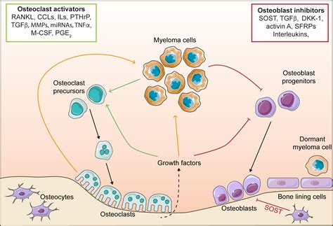 Frontiers The Role Of The Bone Microenvironment In Regulating Myeloma