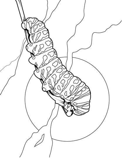 Caterpillar Coloring Pages Printable Printable Templates