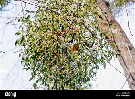 Viscum album or mistletoe is a hemiparasite on several species of trees ...