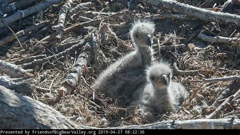 Bald Eagle babies at Big Bear Lake get their names: Cookie and Simba