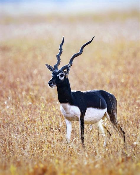 Blackbuck National Park | Velavadar | Bhavnagar | Gujarat | India. # ...