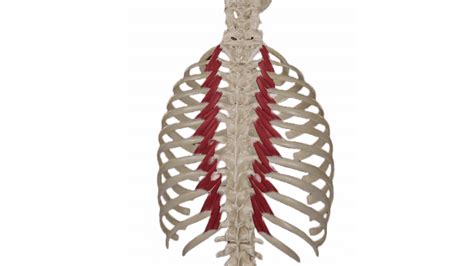 Levatores Costarum Actions Attachments Teachmeanatomy