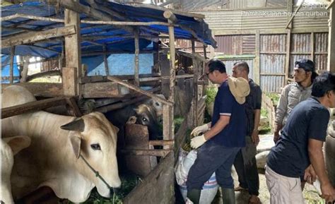 Jelang Iduladha Pemko Padang Panjang Lakukan Pemeriksaan Hewan Kurban