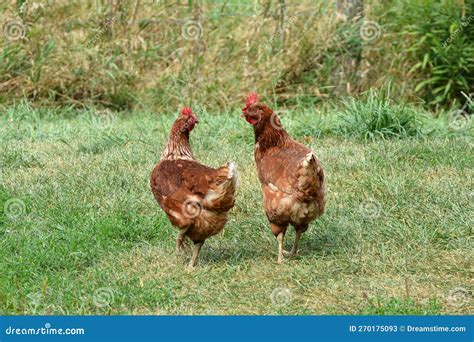 Two Free Range Laying Hens Walking Beside Each Other Stock Image
