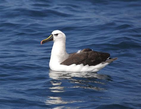 40 Albatross Facts About The Most Legendary Bird