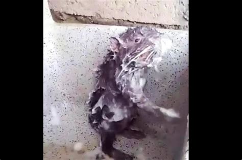 Deodor-rat: Real-life Ratatouille showers like a human (VIDEO) — RT ...