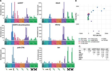 Frontiers Molecular Evolution And Developmental Expression Of Melanin