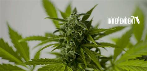 A Review Of The Purple Punch Weed Strain Florida Independent