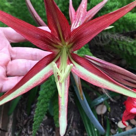 Amaryllis Hippeastrum Cybister La Paz In The Amaryllis Database