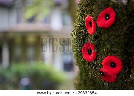 Remembrance Poppies. Image & Photo (Free Trial) | Bigstock