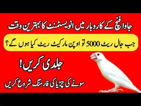 Java Sparrow Business Future Java Jaal Rates Java Open Market Rates