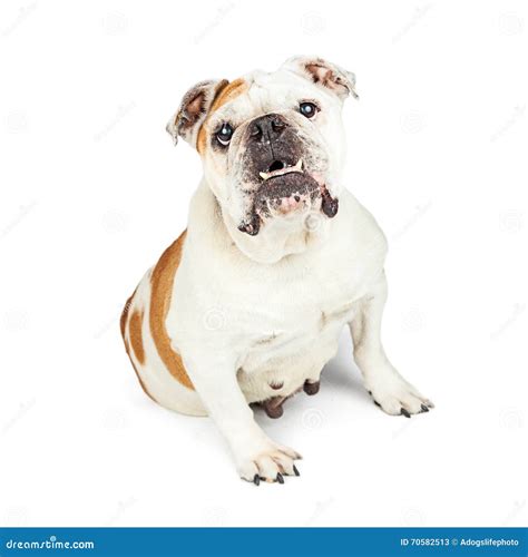 Bulldog With Under Bite Looking Forward Stock Photo Image 70582513