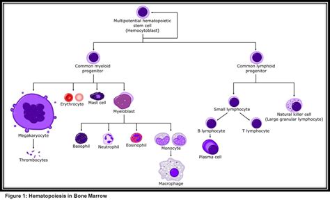 Pluripotent Stem Cells In Bone Marrow And Cord Blood IntechOpen