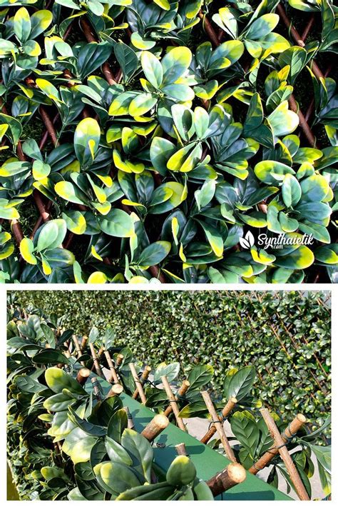 Treillis Bois Jardin Extensible Plants Garden Herbs