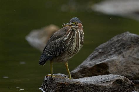 Green Heron Fishing – Mark Schaefer Photography