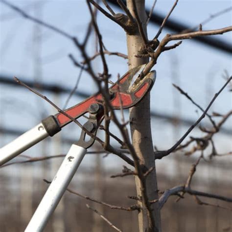 Tree Pruning Elite Tree Care