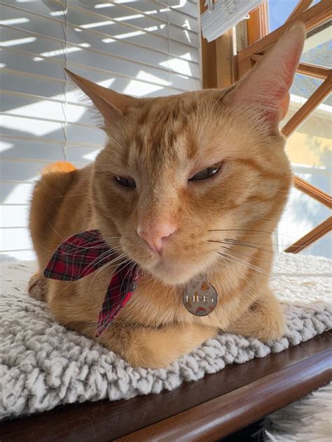 Monday mantra: Start your week with pawsitivity, a sunny outlook, and