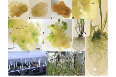 Callus Induction Somatic Embryo Formation And Plant Regeneration A