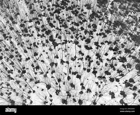 Down View Black And White Stock Photos And Images Alamy