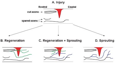 Figure 1 From Axon Regeneration After Spinal Cord Injury Insight From