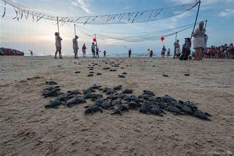 Image Of Sea Turtle Hatchling Release By Sue Wolfe 1035144