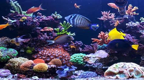 How To Set Up A Reef Aquarium [9 Easy Steps] - David's Aquarium Advice