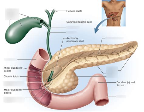 Gross Anatomy Of The Gallbladder Pancreas And Bile Passages Diagram