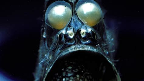 15 Most Bizarre And Shocking Underwater Creatures