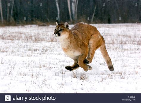 Cougar Running In The Snow Stock Photos And Cougar Running In The Snow